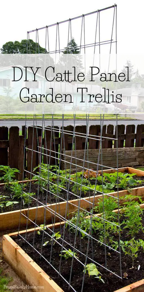 Garden Cattle Panel Trellis Gardening DIY Project 