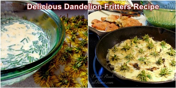 Delicious Dandelion Fritters Recipe