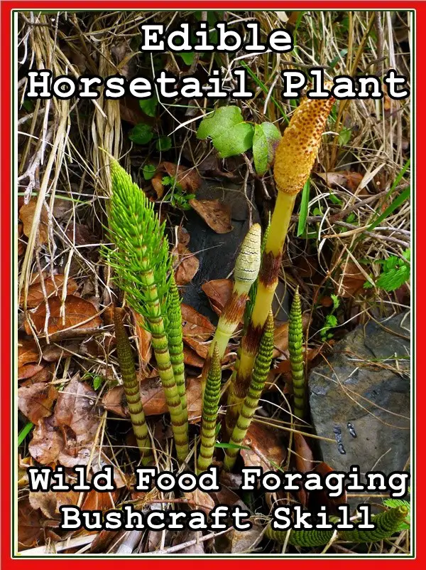 Edible Horsetail Plant Wild Food Foraging Bushcraft Skill