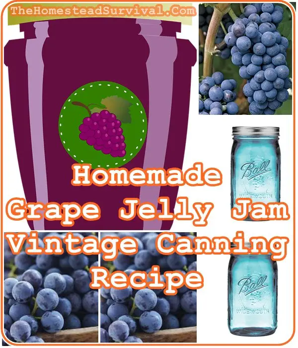 Homemade Grape Jelly Jam Vintage Canning Recipe - The Homestead Survival