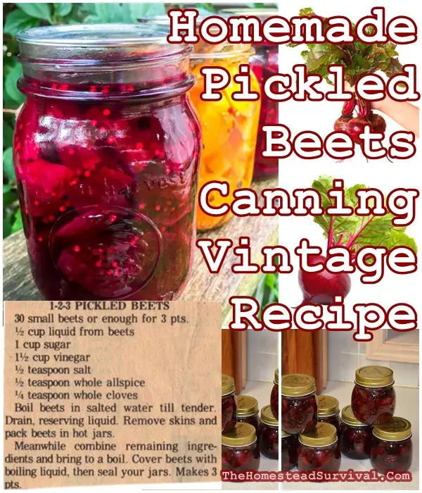 Homemade Pickled Beets Canning Vintage Recipe - The Homestead Survival