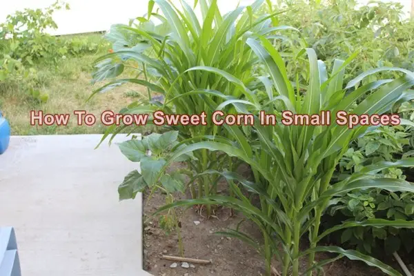 How To Grow Sweet Corn In Small Spaces
