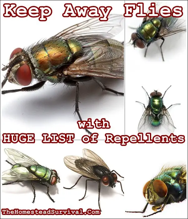 Keep Away Flies with HUGE LIST of Repellents - The Homestead Survival