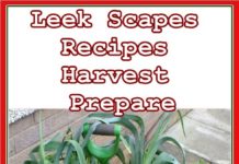 Leek Scapes Recipes - Harvest & Prepare - Gardening Homesteading