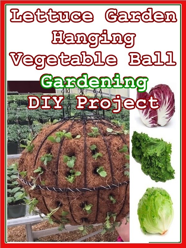 Lettuce Garden Hanging Vegetable Ball Gardening DIY Project