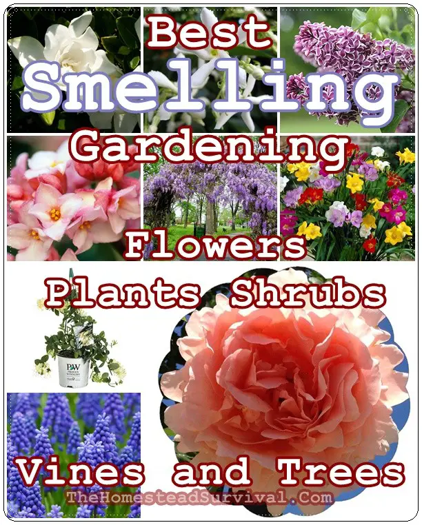 Best Smelling Gardening Flowers Plants Shrubs Vines and Trees - The Homestead Survival - Gardening 