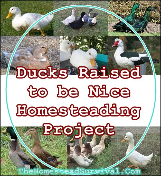 Ducks Raised to be Nice Homesteading Project - The Homestead Survival