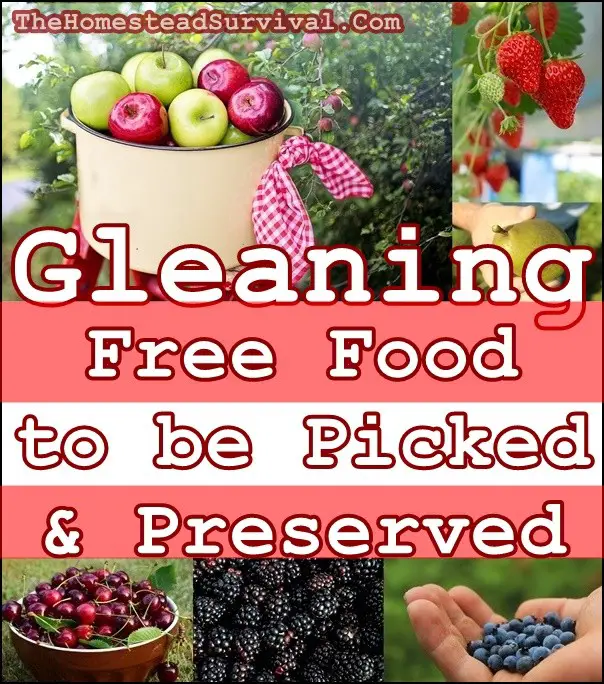 Gleaning Free Food to be Picked & Preserved - The Homestead Survival - Gardening - Food Storage 