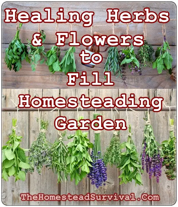 Healing Herbs & Flowers to Fill Homesteading Garden - The Homestead Survival - Gardening - Herbal 