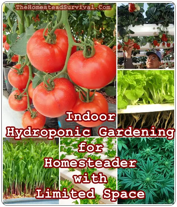 Indoor Hydroponic Gardening for Homesteader with Limited Space - The Homestead Survival