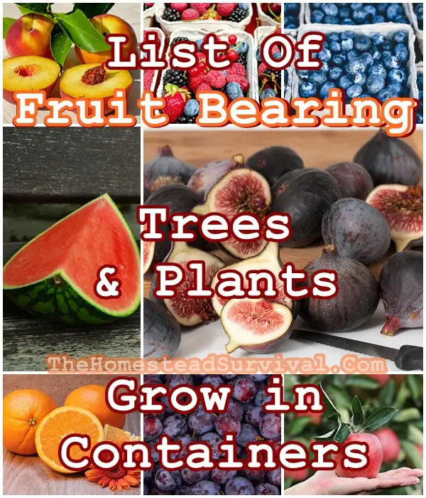 List Of Fruit Bearing Trees and Plants to Grow in Containers - Gardening - Homesteading - Growing Food - The Homestead Survival 