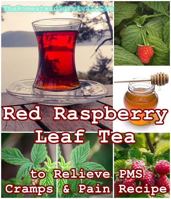 Red Raspberry Leaf Tea to Relieve PMS Cramps and Pain Recipe - Healing - The Homestead Survival 