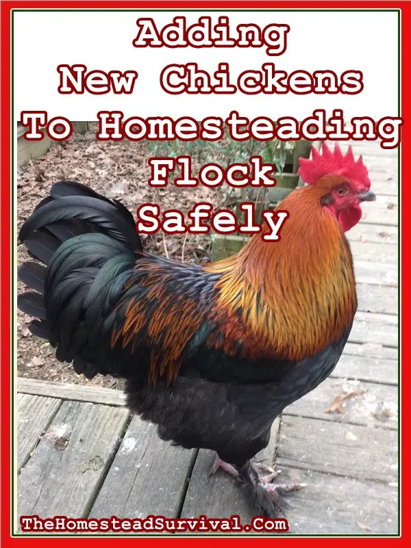 Adding New Chickens To Homesteading Flock Safely 