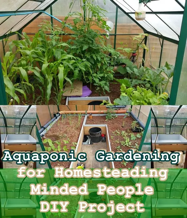 Aquaponic Gardening for Homesteading Minded People DIY Project - The Homestead Survival 