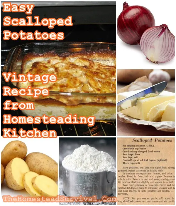 Easy Scalloped Potatoes Vintage Recipe from Homesteading Kitchen - The Homestead Survival - Old Fashioned Cooking & Baking