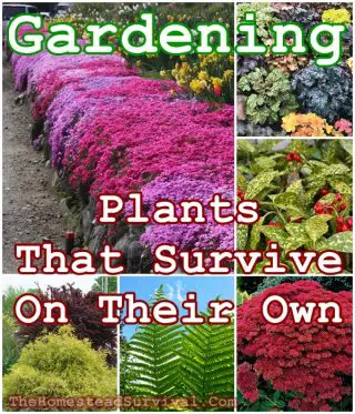 Gardening Plants That Survive On Their Own The Homestead Survival - The ...