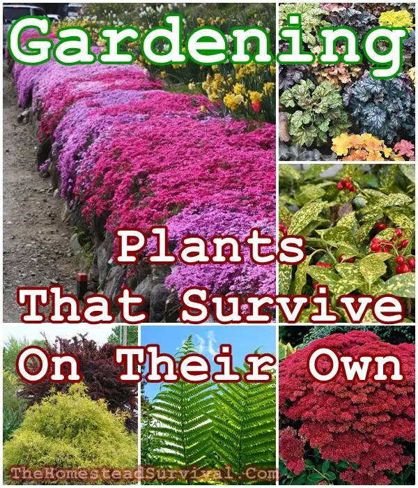 Gardening Plants That Survive On Their Own   The Homestead Survival 