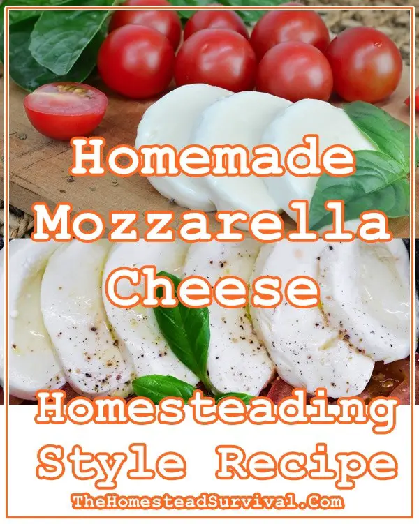 Homemade Mozzarella Cheese Homesteading Style Recipe - The Homestead Survival - Dairy 