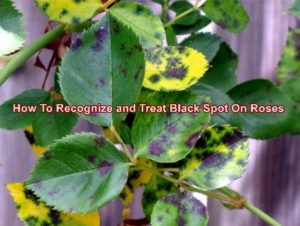 How To Recognize and Treat Black Spot On Roses - The Homestead Survival