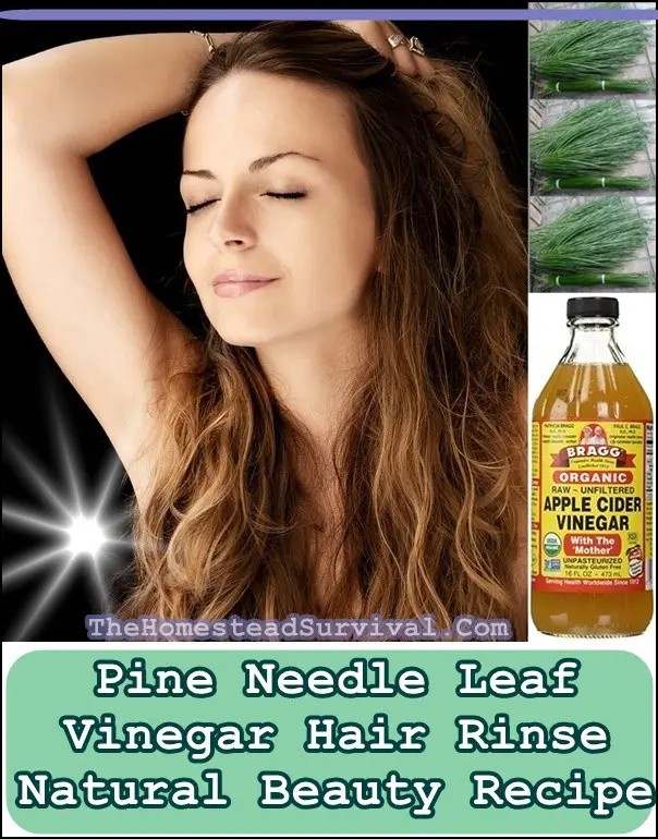 Pine Needle Leaf Vinegar Hair Rinse Natural Beauty Recipe - The Homestead Survival - Shampoo & Conditioner 
