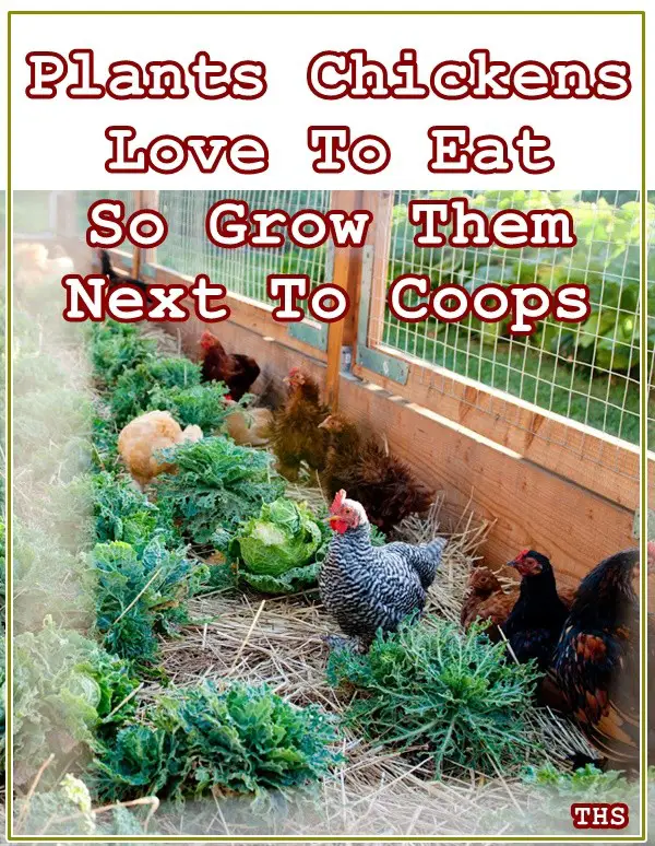Plants Chickens Love To Eat So Grow Them Next To Coops - Free Chicken Food - Homesteading - The Homestead Survival