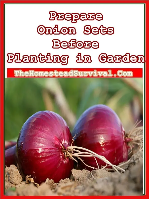 Prepare Onion Sets Before Planting in Garden