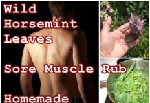 Wild Horsemint Leaves Sore Muscle Rub Homemade Healing Recipe - The Homestead Survival - Home Remedies - Natural Healing