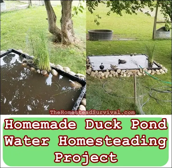 Homemade Duck Pond Water Homesteading Project - Chickens, Ducks, Geese and Swans