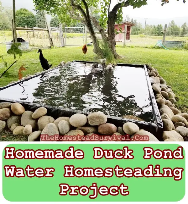 Homemade Duck Pond Water Homesteading Project - Chickens, Ducks, Geese and swans