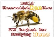 Build Observation Bee Hive DIY Project for Studying Bees - The Homestead Survival - Beekeeping