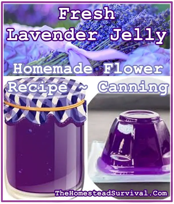 Fresh Lavender Jelly Homemade Flower Recipe - Canning - The Homestead Survival