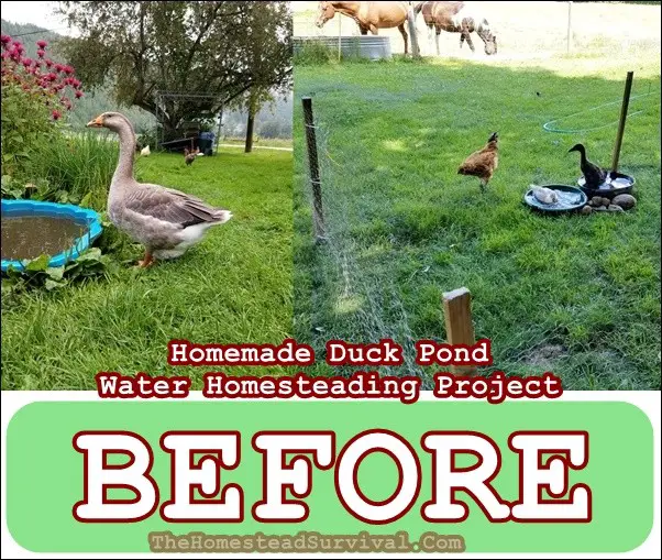 Homemade Duck Pond Water Homesteading Project - The Homestead Survival - Chickens Ducks Geese Swans - Flock