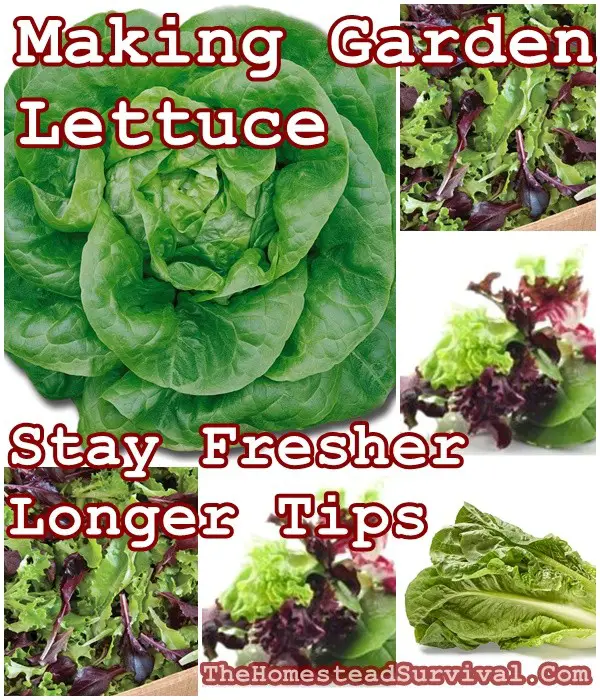 Making Garden Lettuce Stay Fresher Longer Tips - The Homestead Survival - Salad