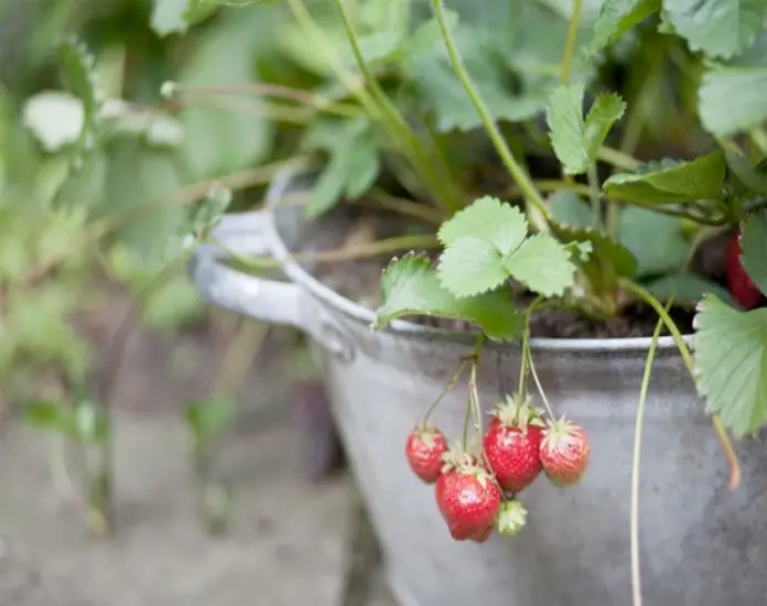 Fruits to Grow in Buckets