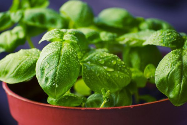 “Basil Plant” by tookapic from Pixabay