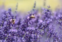 “Lavender Bee Summer” by Rebekka D from Pixabay