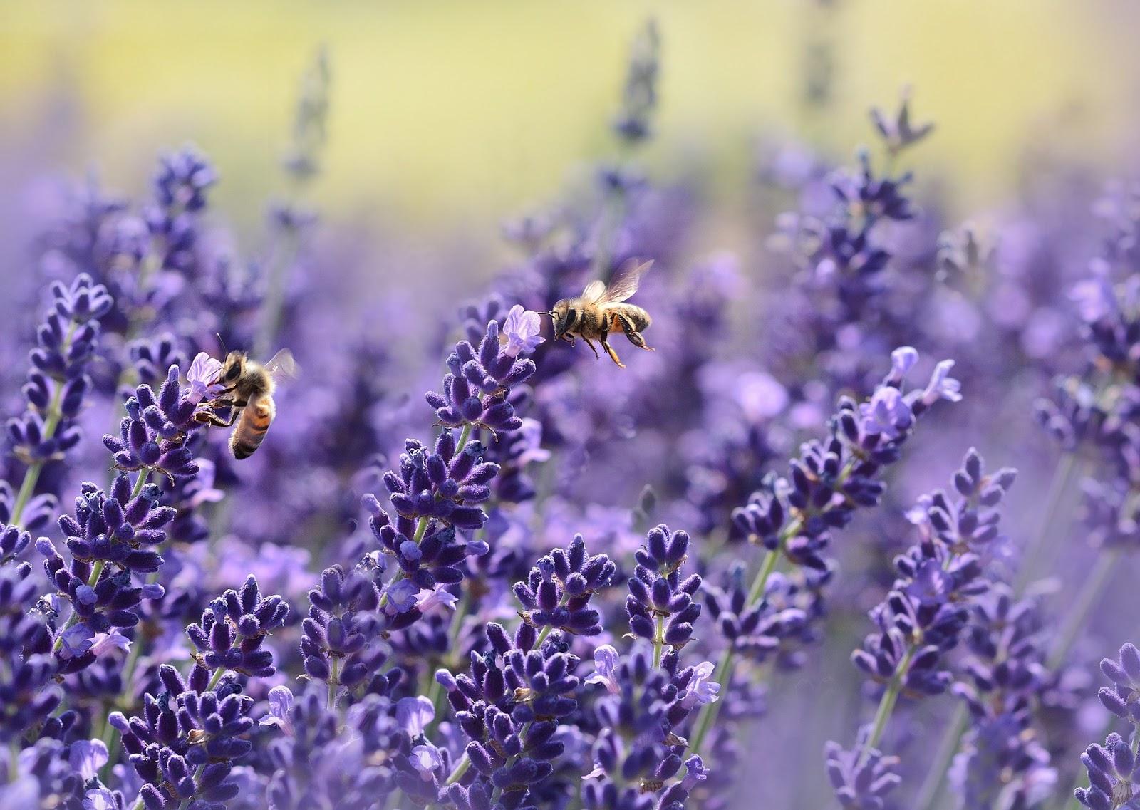 “Lavender Bee Summer” by Rebekka D from Pixabay