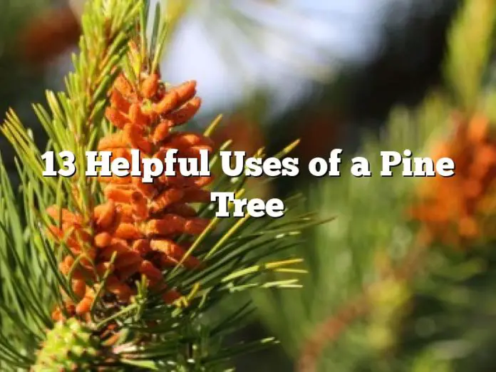 13 Helpful Uses of a Pine Tree