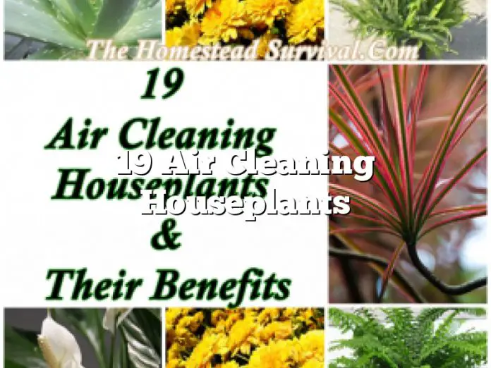 19 Air Cleaning Houseplants