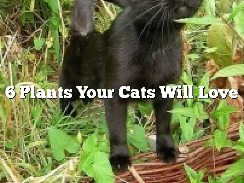 6 Plants Your Cats Will Love