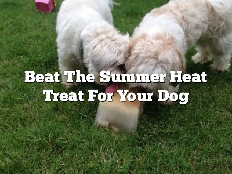 Beat The Summer Heat Treat For Your Dog