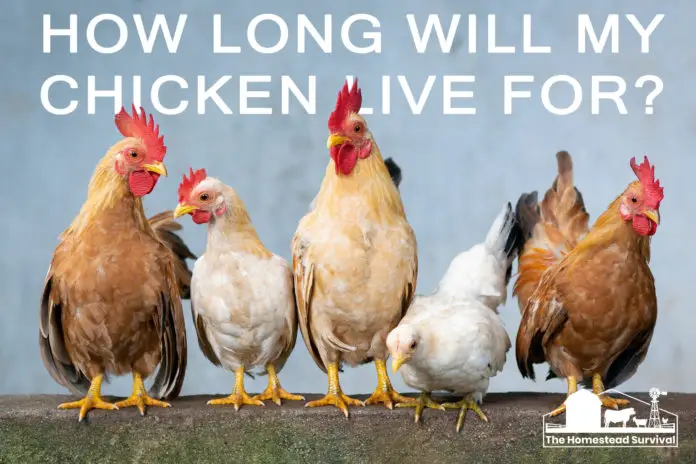 chicken life expectancy lifespan