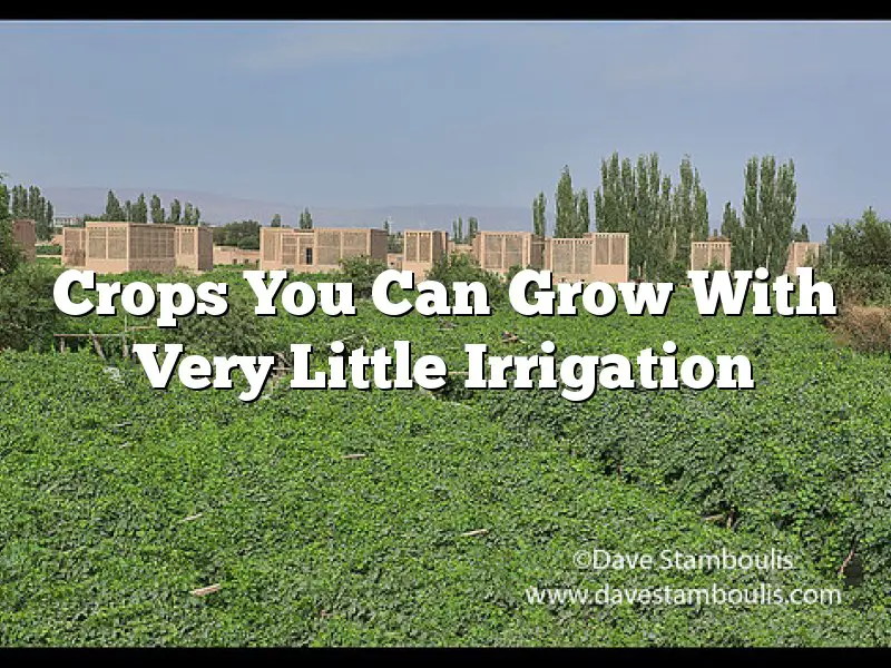 Crops You Can Grow With Very Little Irrigation