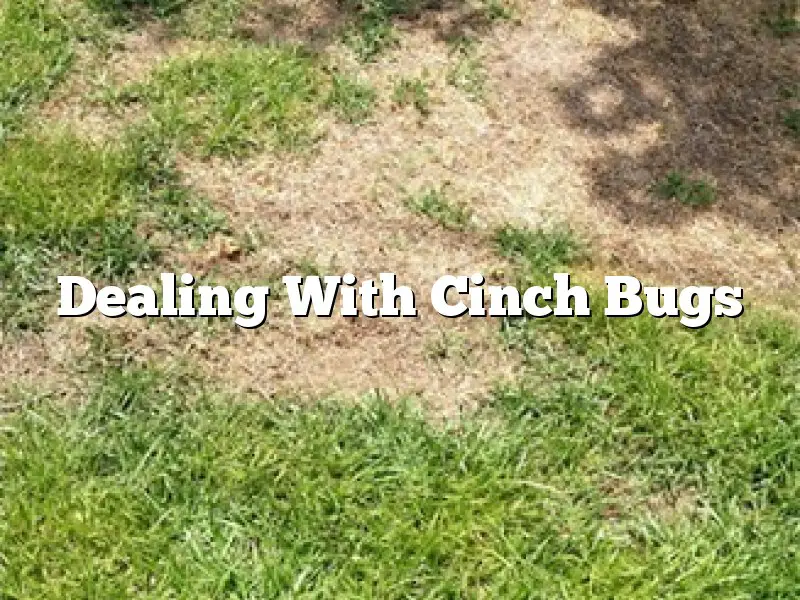 Dealing With Cinch Bugs