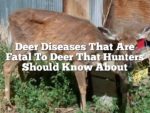 Deer Diseases That Are Fatal To Deer That Hunters Should Know About ...