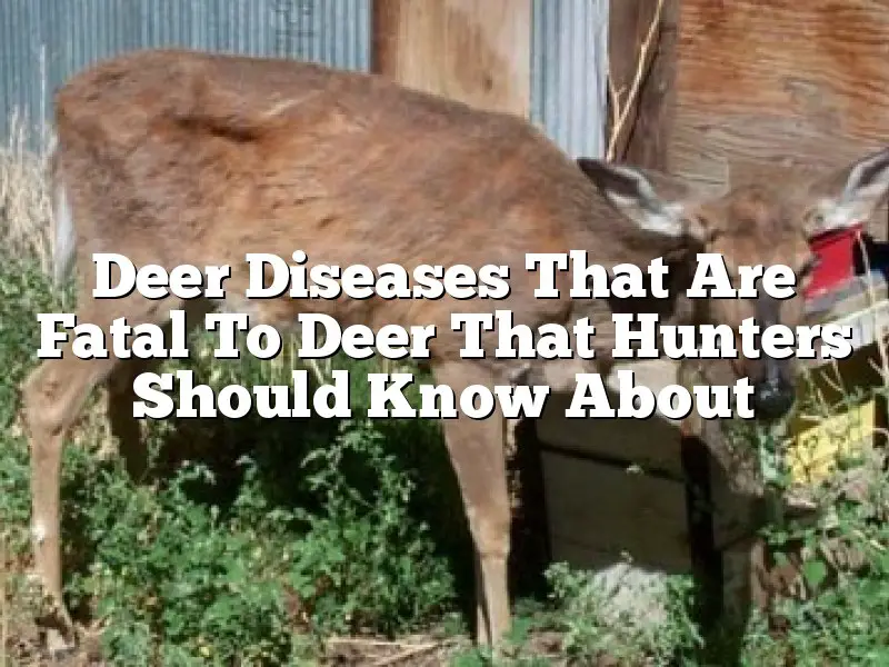 Deer Diseases That Are Fatal To Deer That Hunters Should Know About