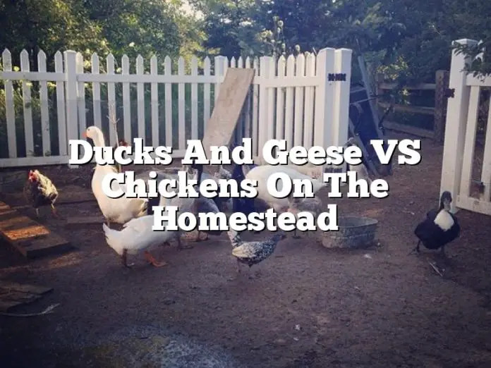 Ducks And Geese VS Chickens On The Homestead