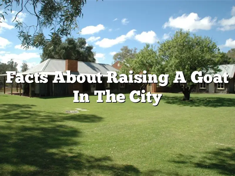 Facts About Raising A Goat In The City