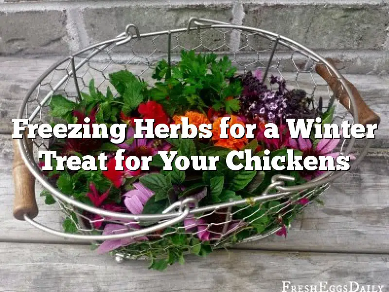 Freezing Herbs for a Winter Treat for Your Chickens