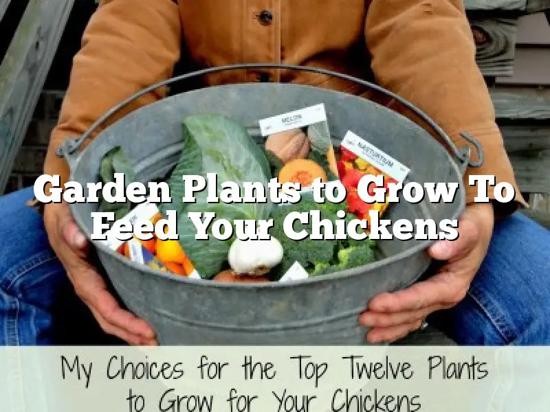 Garden Plants to Grow To Feed Your Chickens